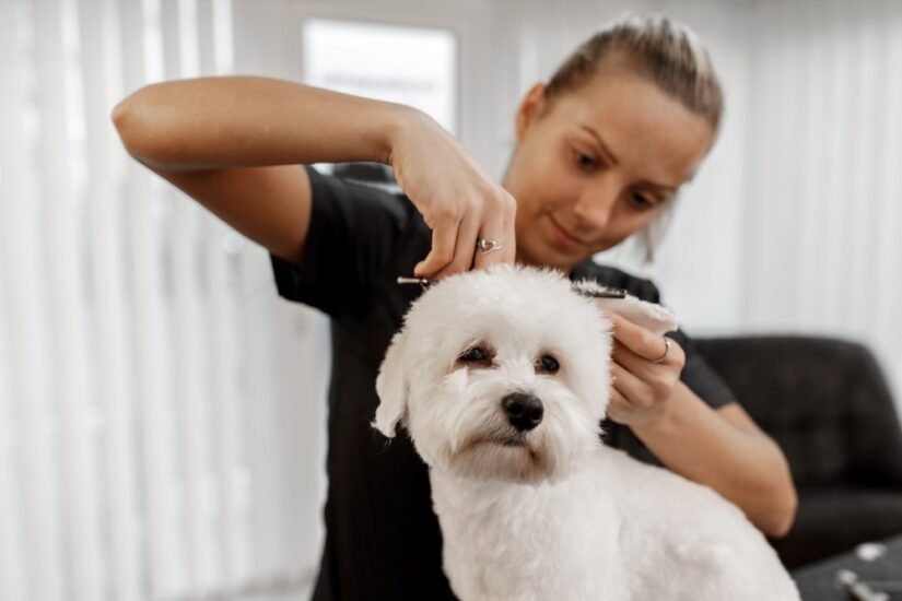 How Do I Start A Successful Pet Grooming Business? - It's All SAVVY