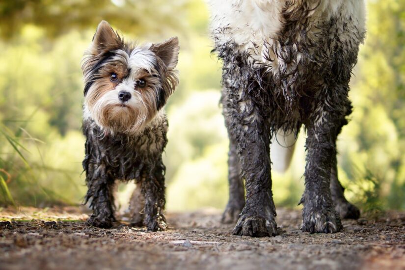 how-much-do-dog-groomers-charge-uk-it-s-all-savvy