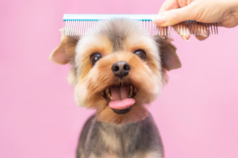 is-there-money-in-dog-grooming-it-s-all-savvy