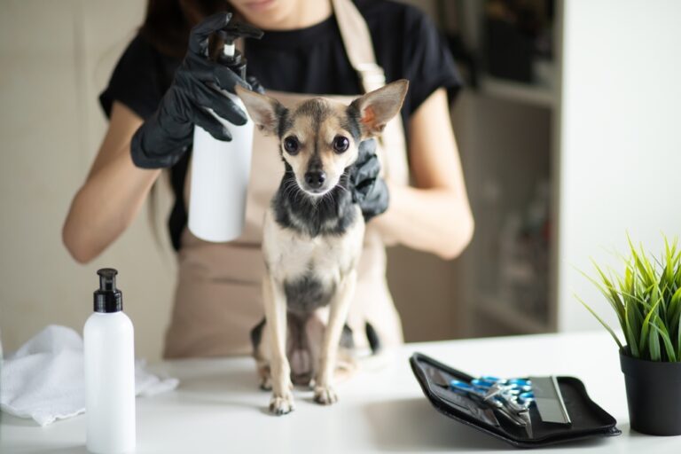 how-much-does-a-self-employed-dog-groomer-earn-it-s-all-savvy