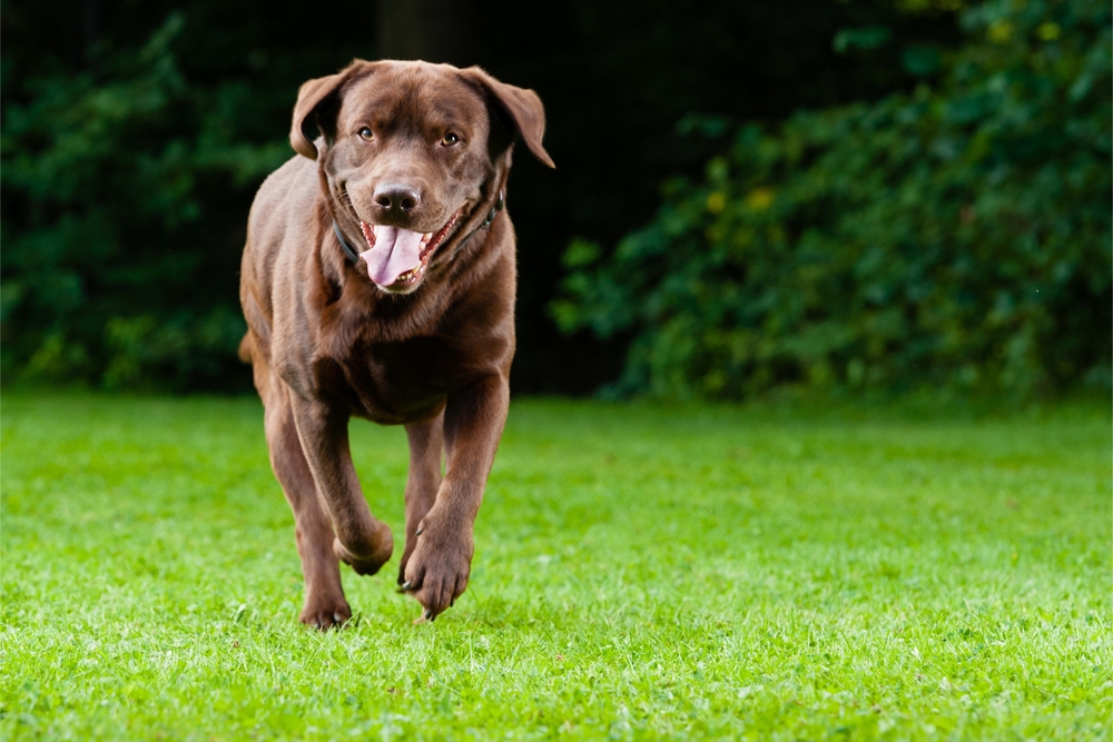 What Does Dog Boarding Mean It s All SAVVY