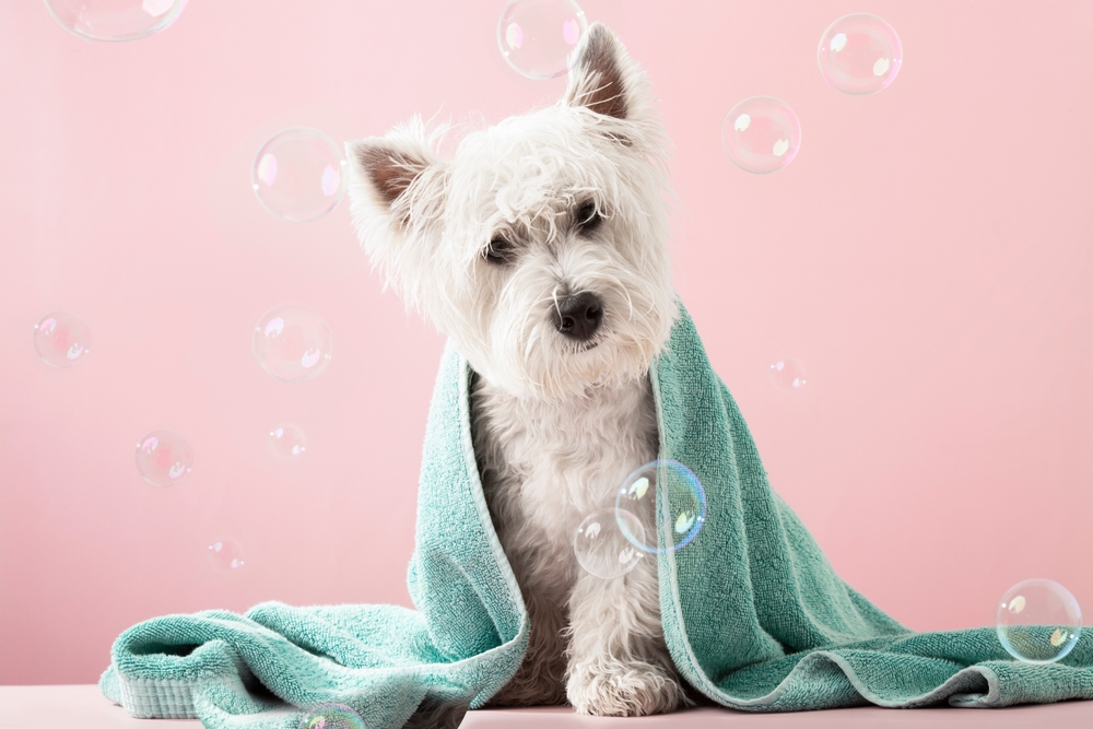 Is It Hard to Groom a Dog? - It's All SAVVY