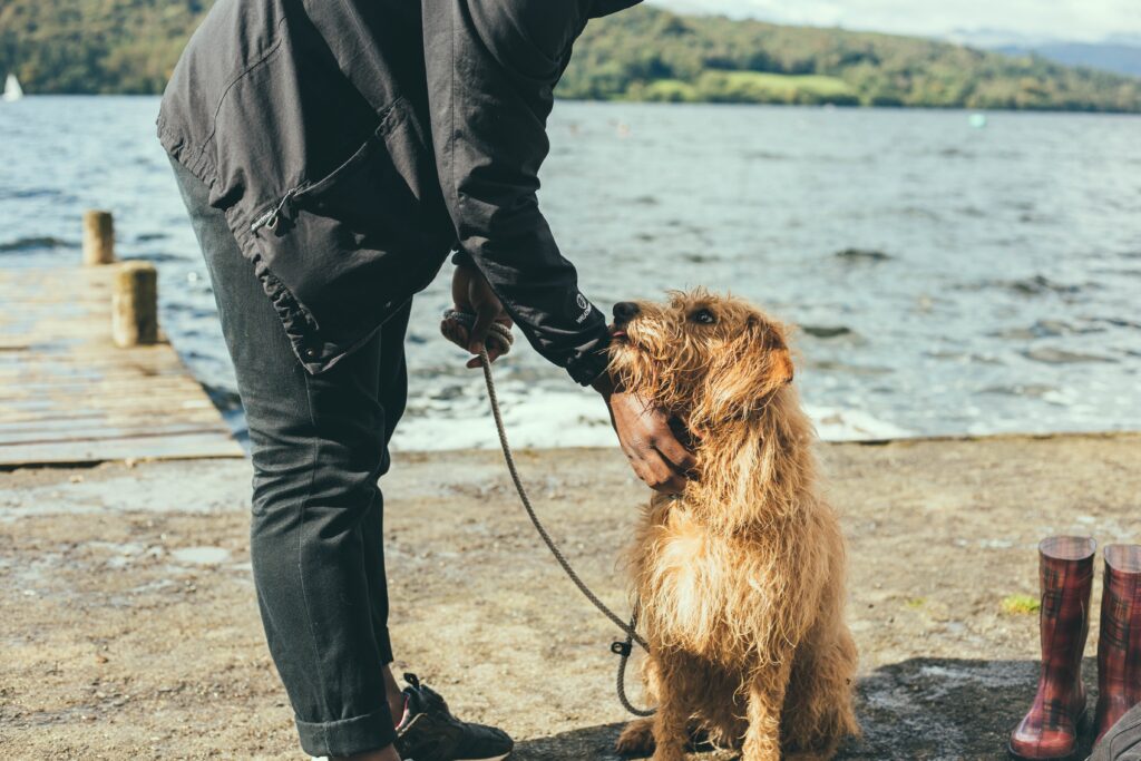 How Much Do Dog Walkers Charge per Hour UK? It's All SAVVY