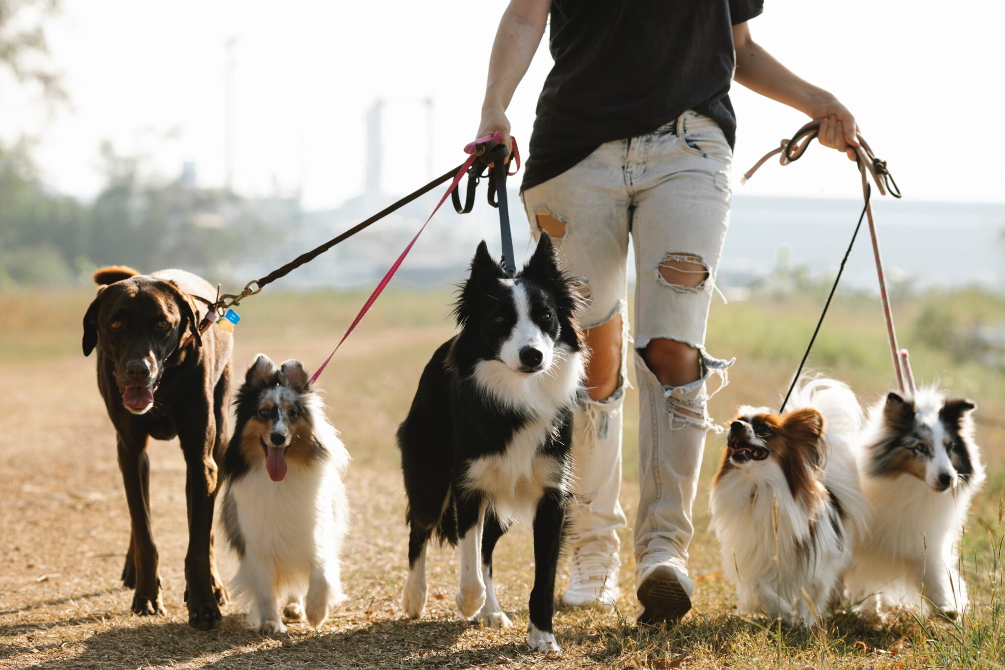 how-much-do-dog-walkers-charge-per-hour-uk-it-s-all-savvy